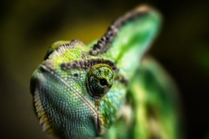 Chameleons (family Chamaeleonidae)